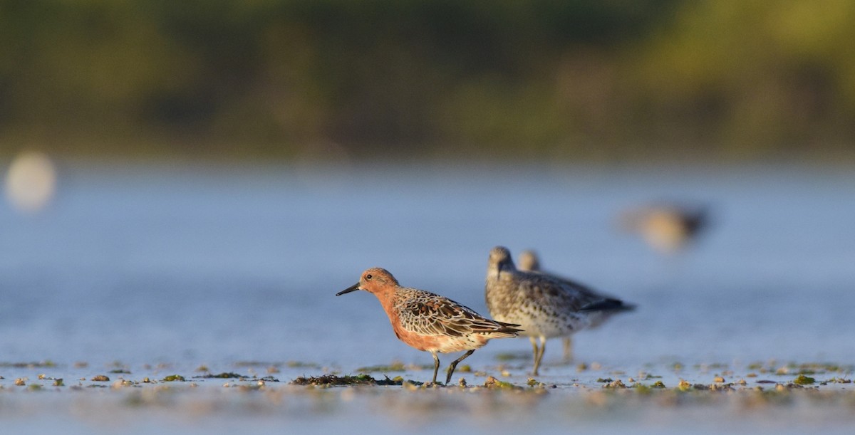 Red Knot - ML616806270