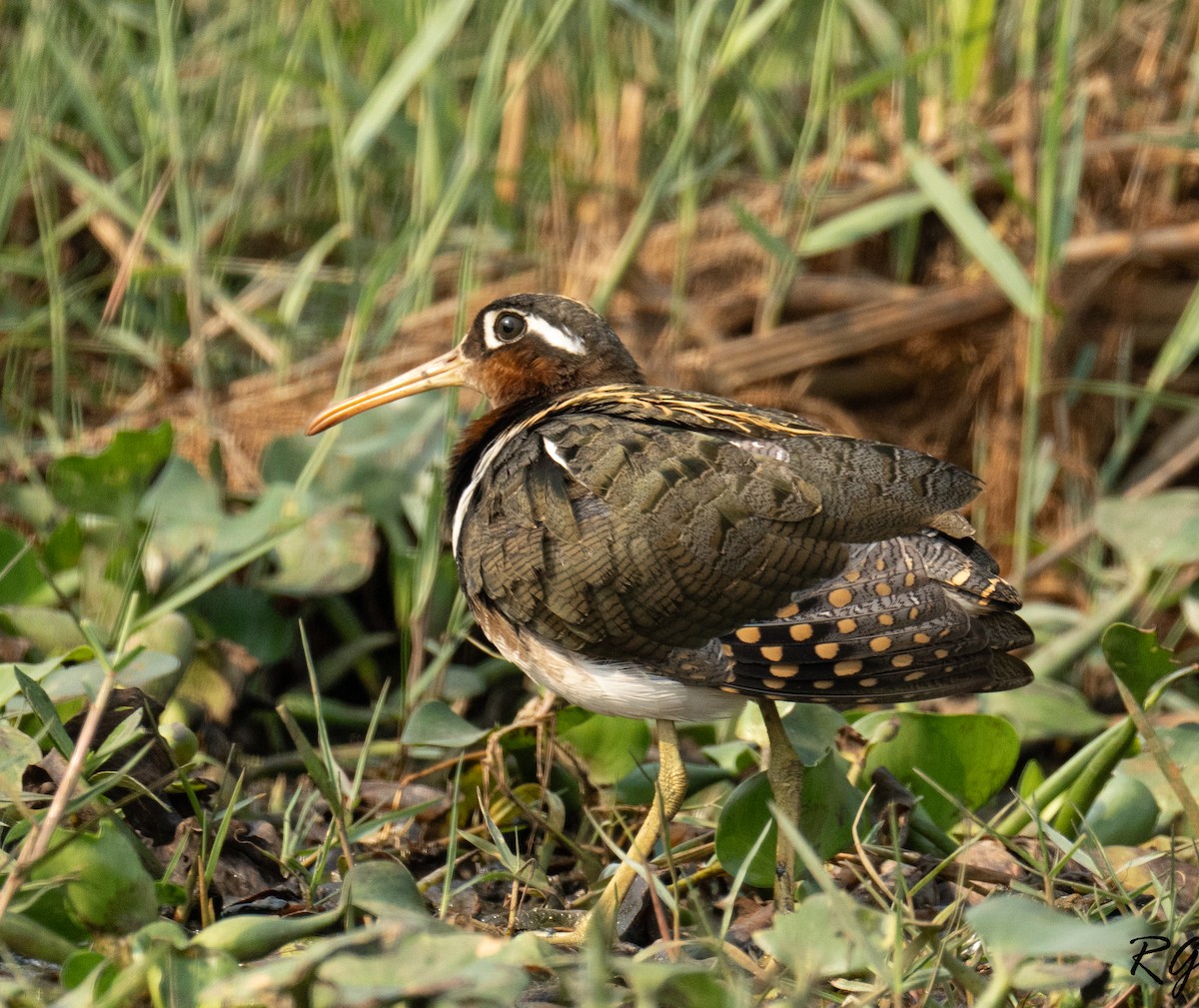 Greater Painted-Snipe - Roumi Ghosh