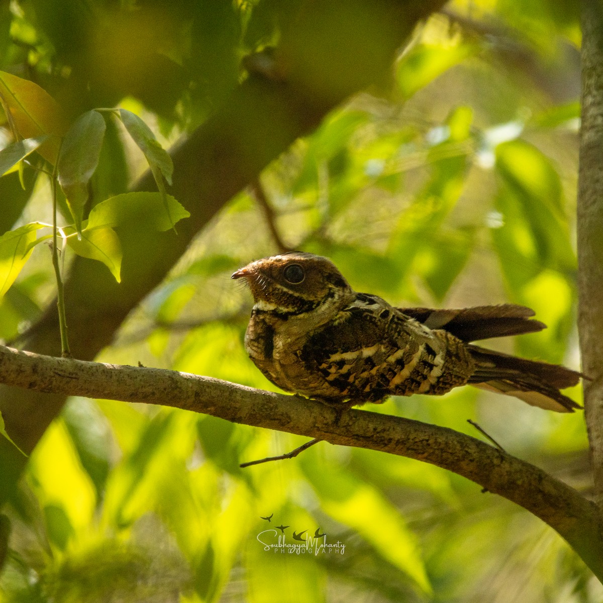 Large-tailed Nightjar - Soubhagya Mohanty
