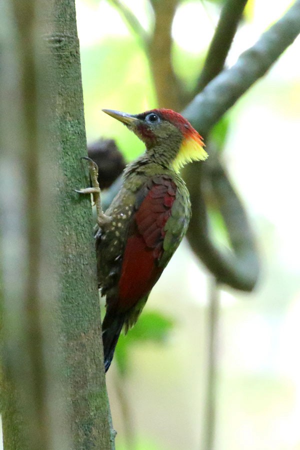 Crimson-winged Woodpecker - ML616806338