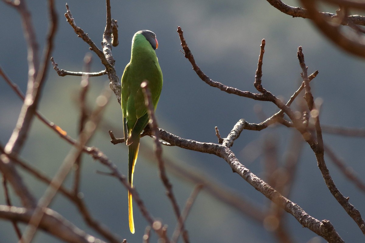Slaty-headed Parakeet - Satish Sasi