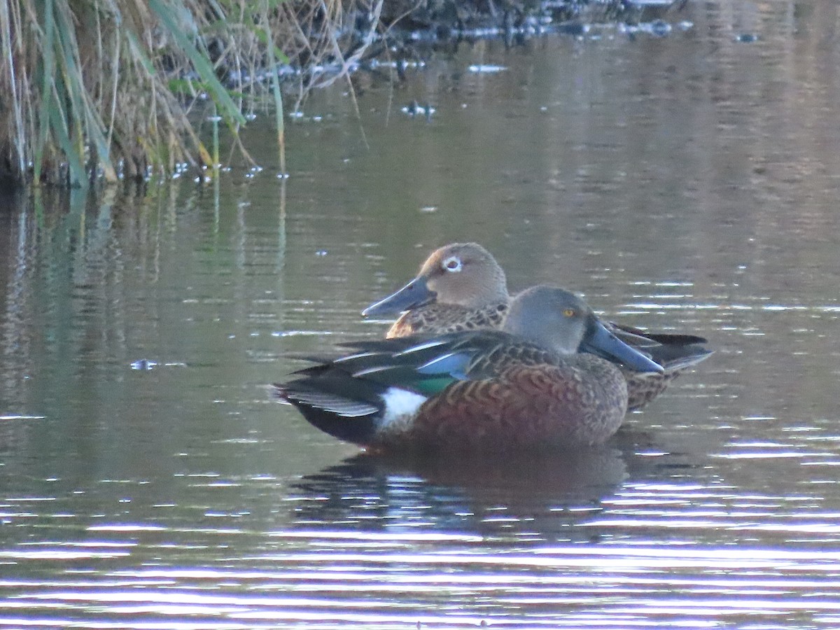 eBird Australia Checklist - 2 Apr 2024 - Jerrabomberra Wetlands Nature ...