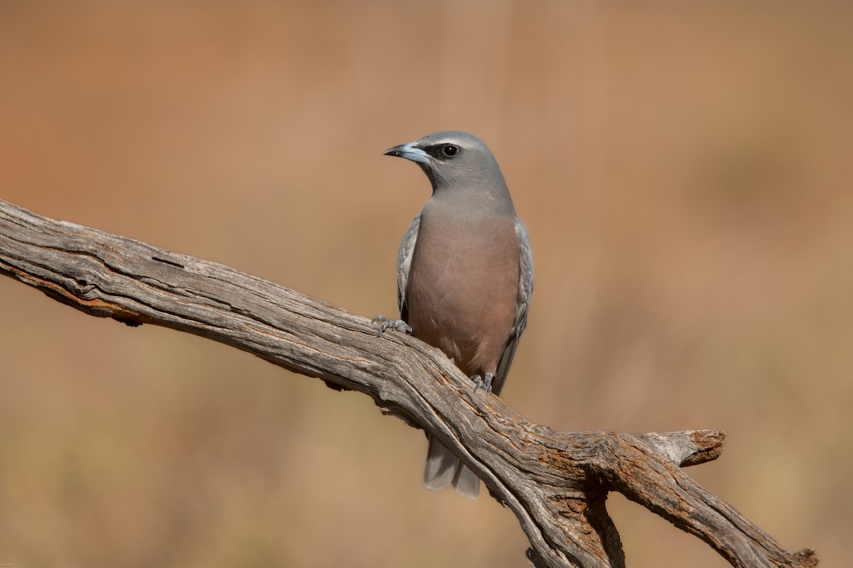 White-browed Woodswallow - ML616806575