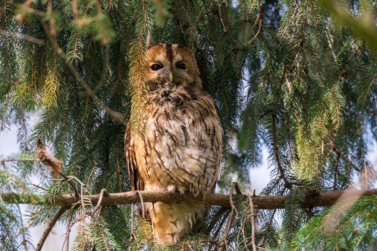 Tawny Owl - ML616806603