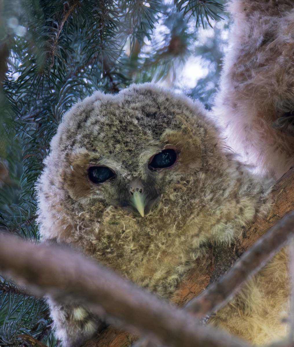 Tawny Owl - ML616806620
