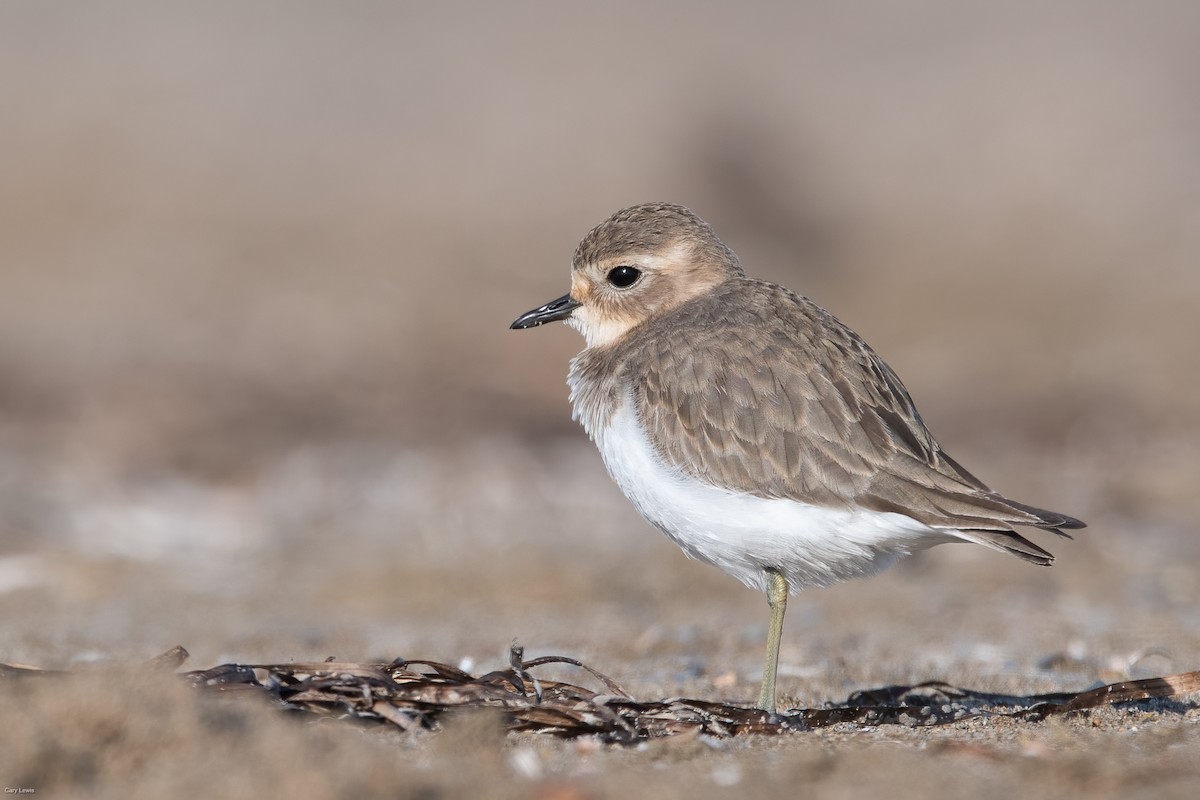 Double-banded Plover - ML616806623