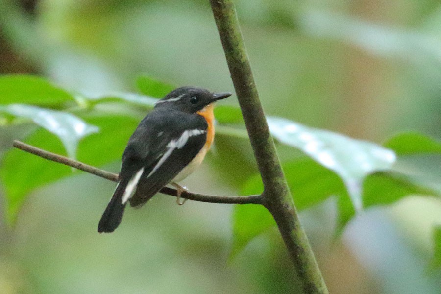 Rufous-chested Flycatcher - ML616806714