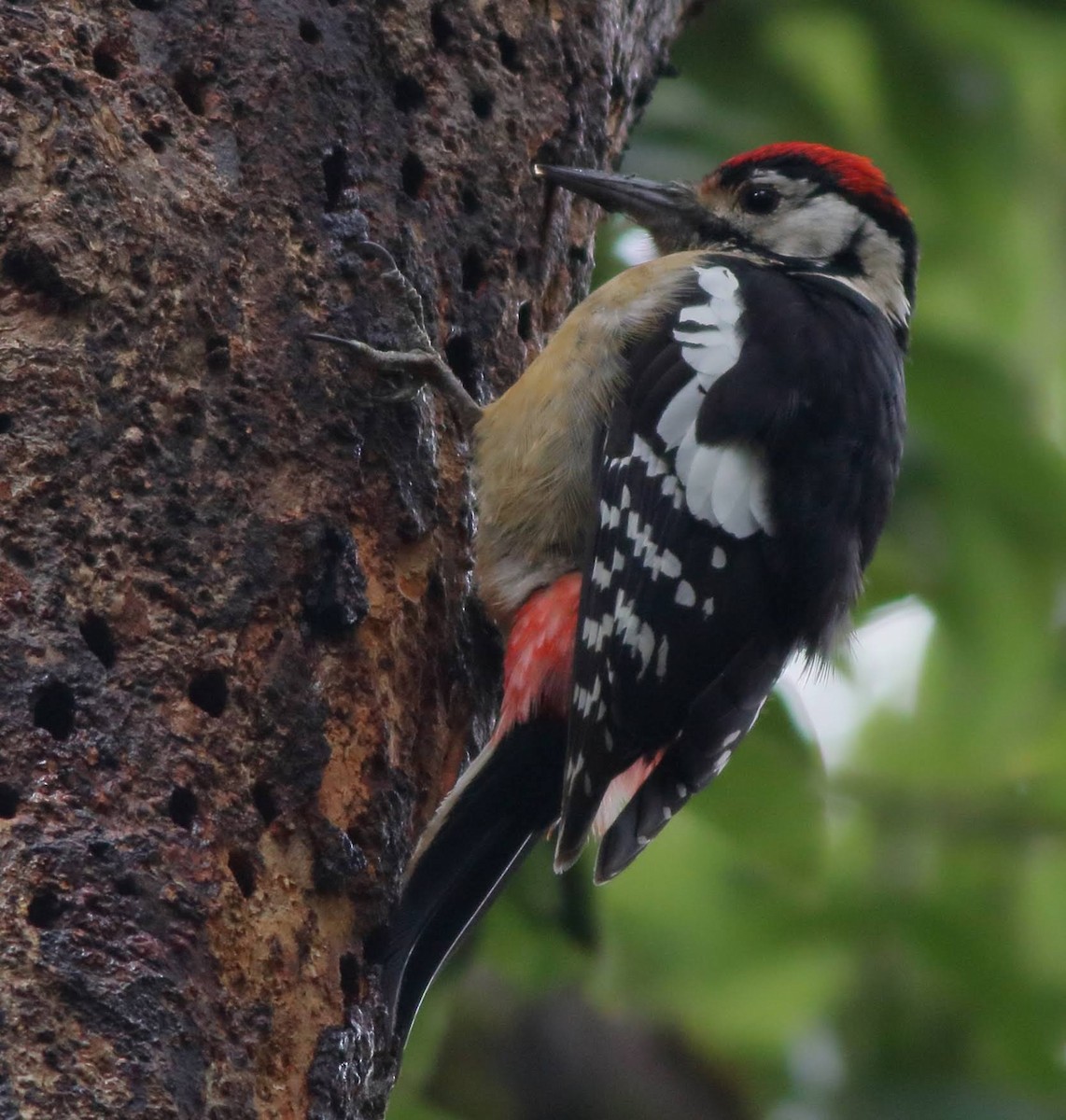 Himalayan Woodpecker - ML616806725