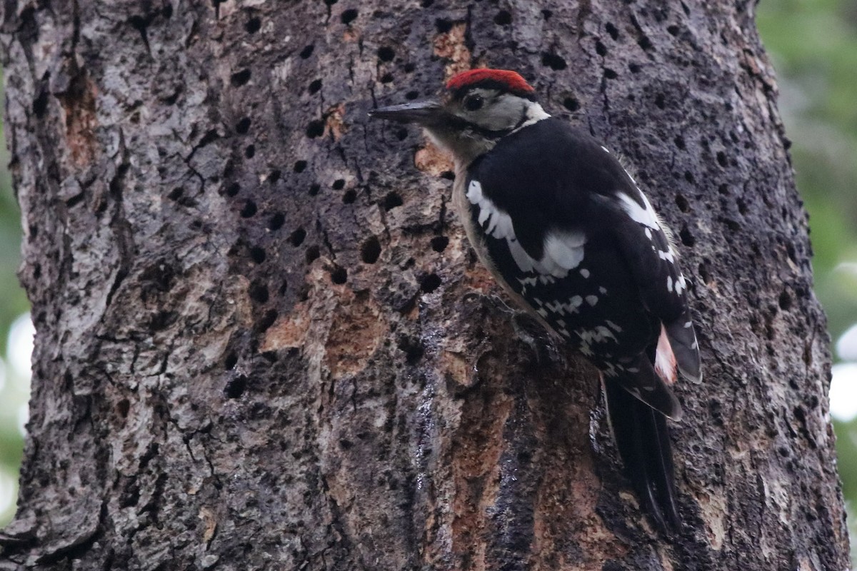 Himalayan Woodpecker - ML616806731