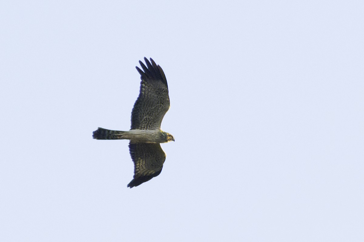 Spotted Harrier - ML616806734