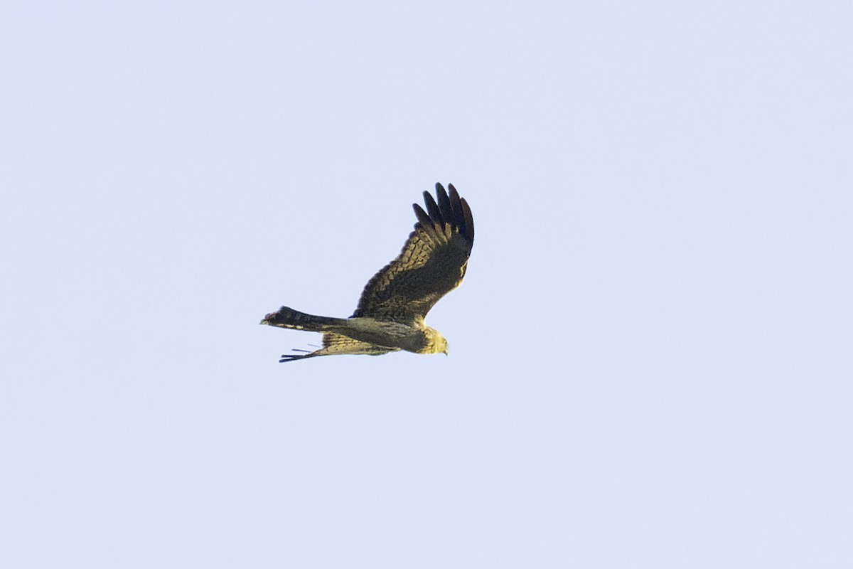 Spotted Harrier - ML616806735