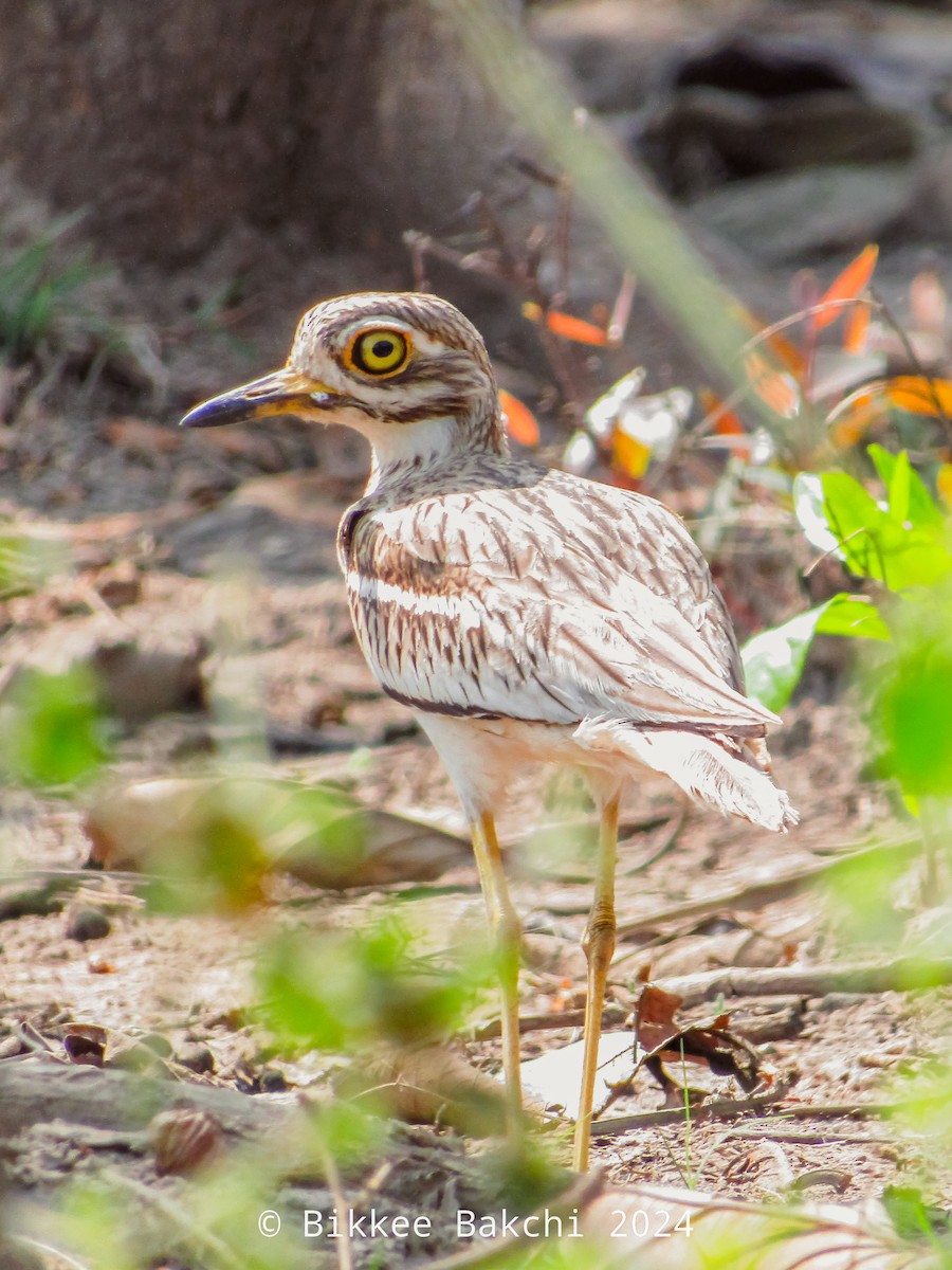 Indian Thick-knee - ML616806737