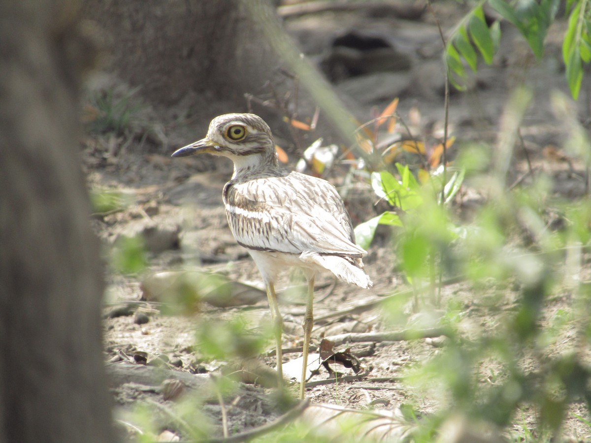 Indian Thick-knee - ML616806738
