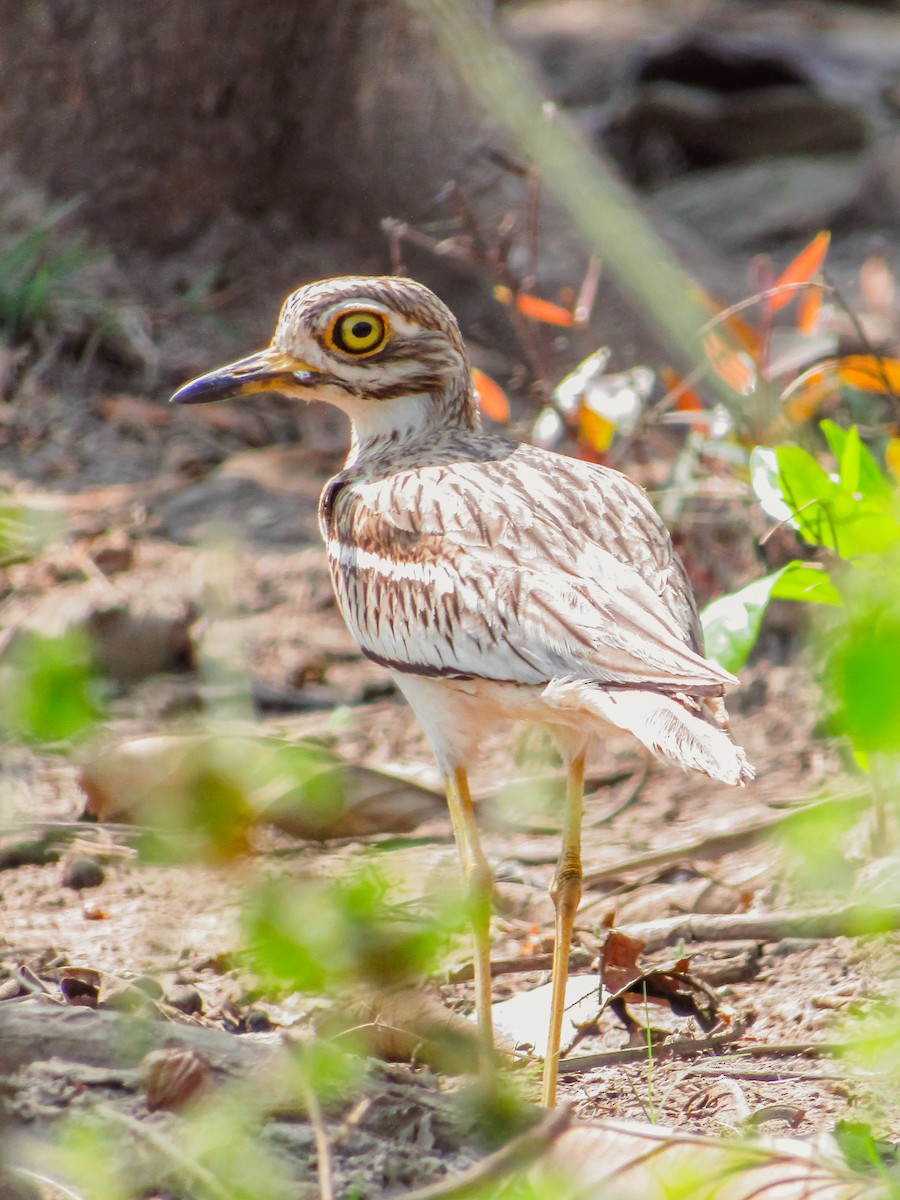 Indian Thick-knee - ML616806739