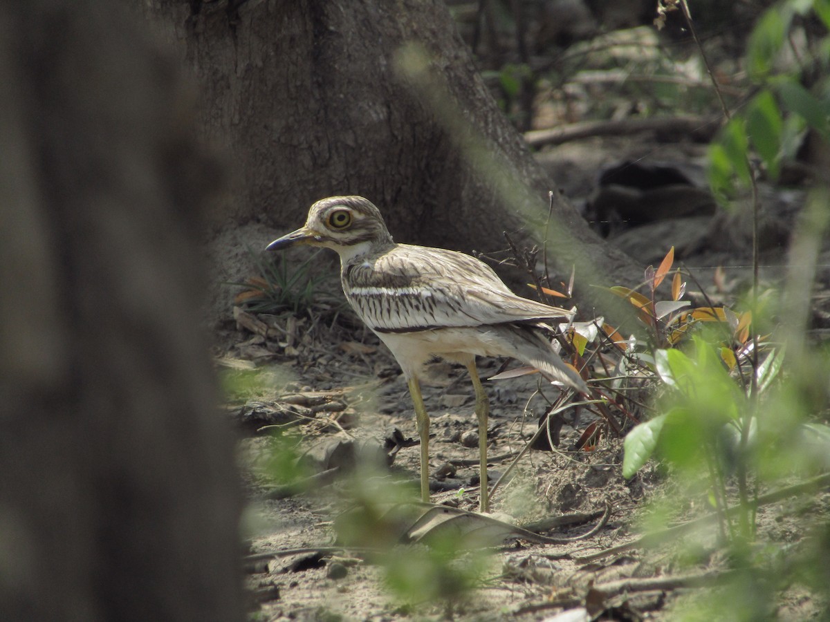 Indian Thick-knee - ML616806740