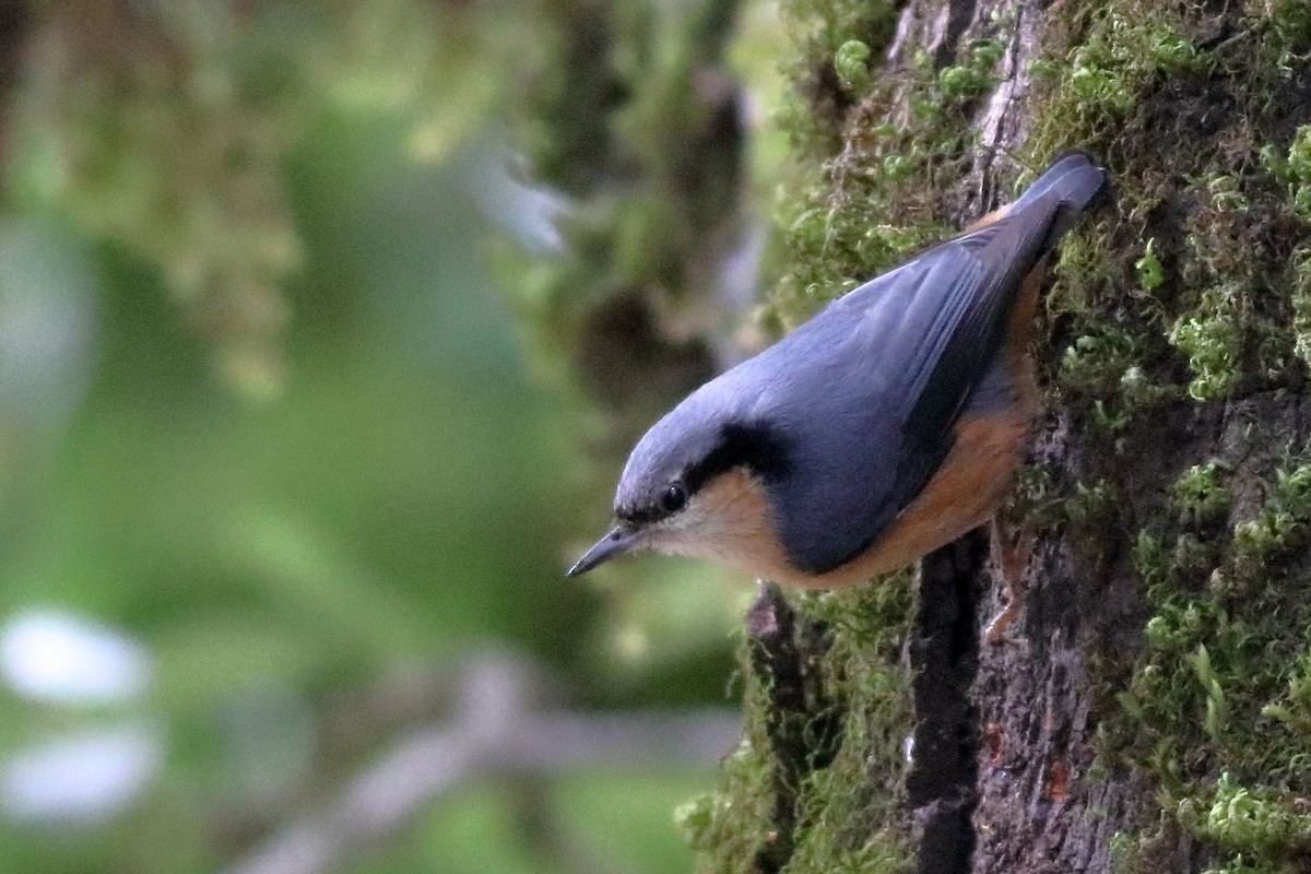 White-tailed Nuthatch - ML616806748