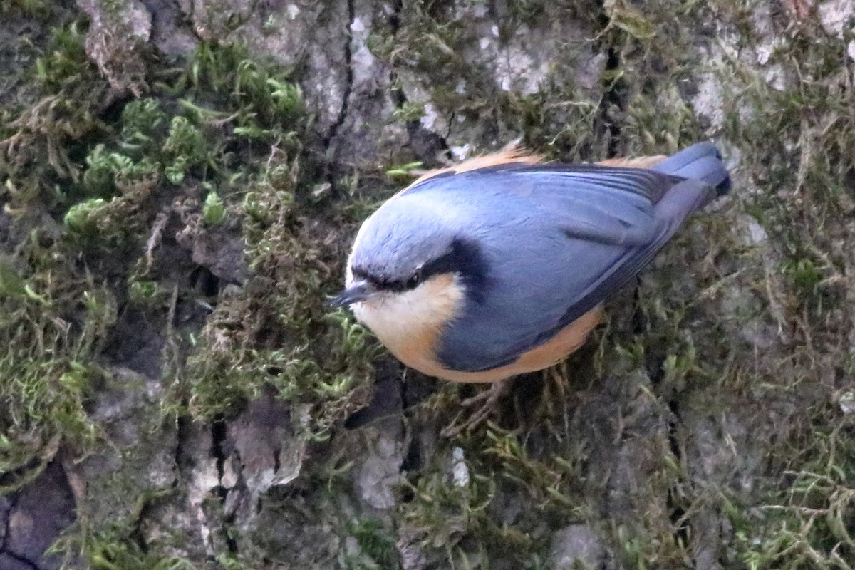 White-tailed Nuthatch - ML616806749