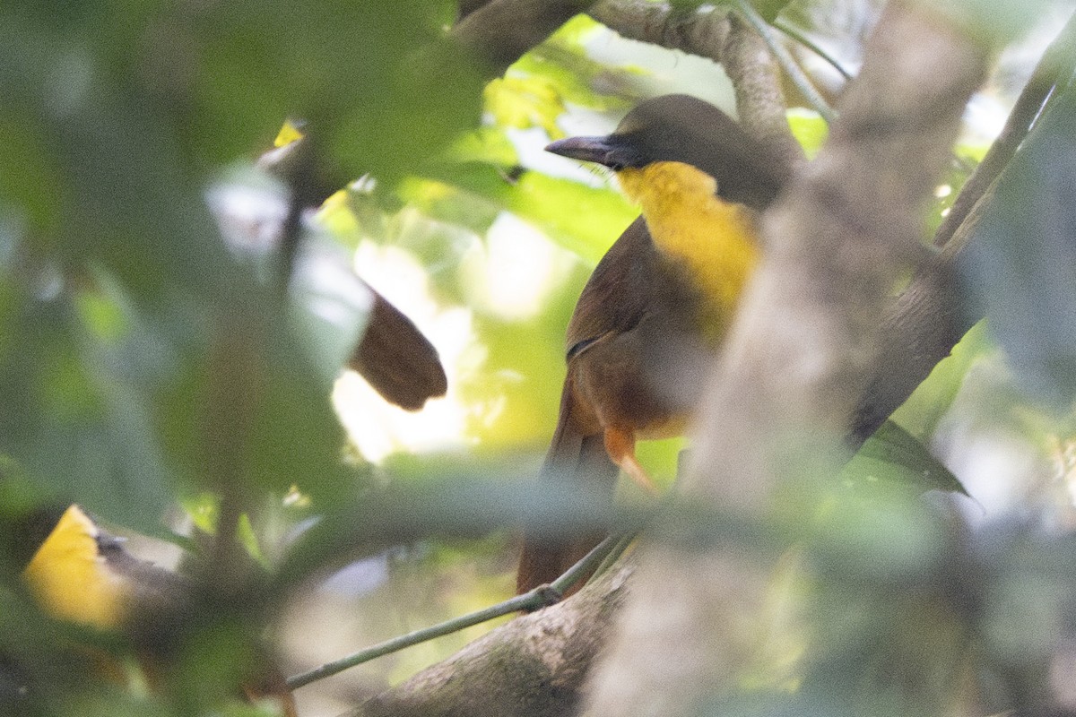 Rufous-vented Laughingthrush - Ronith Urs