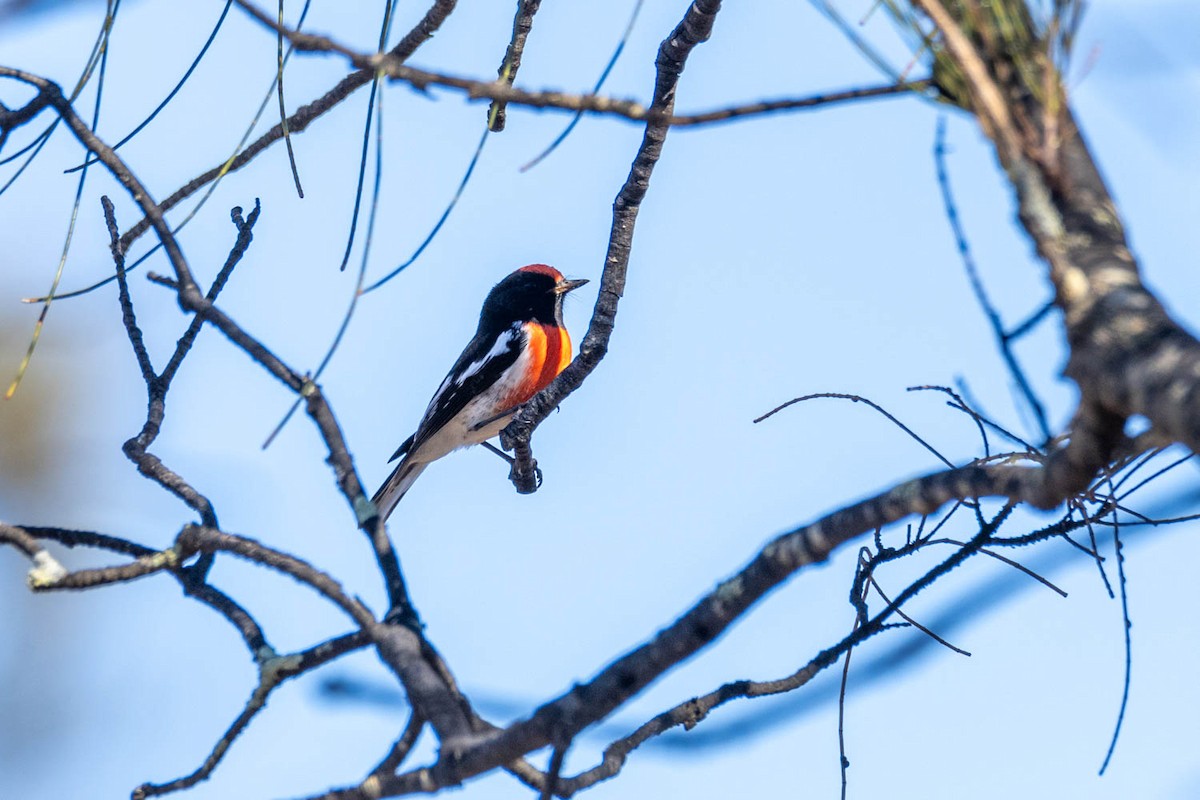 Red-capped Robin - ML616806885