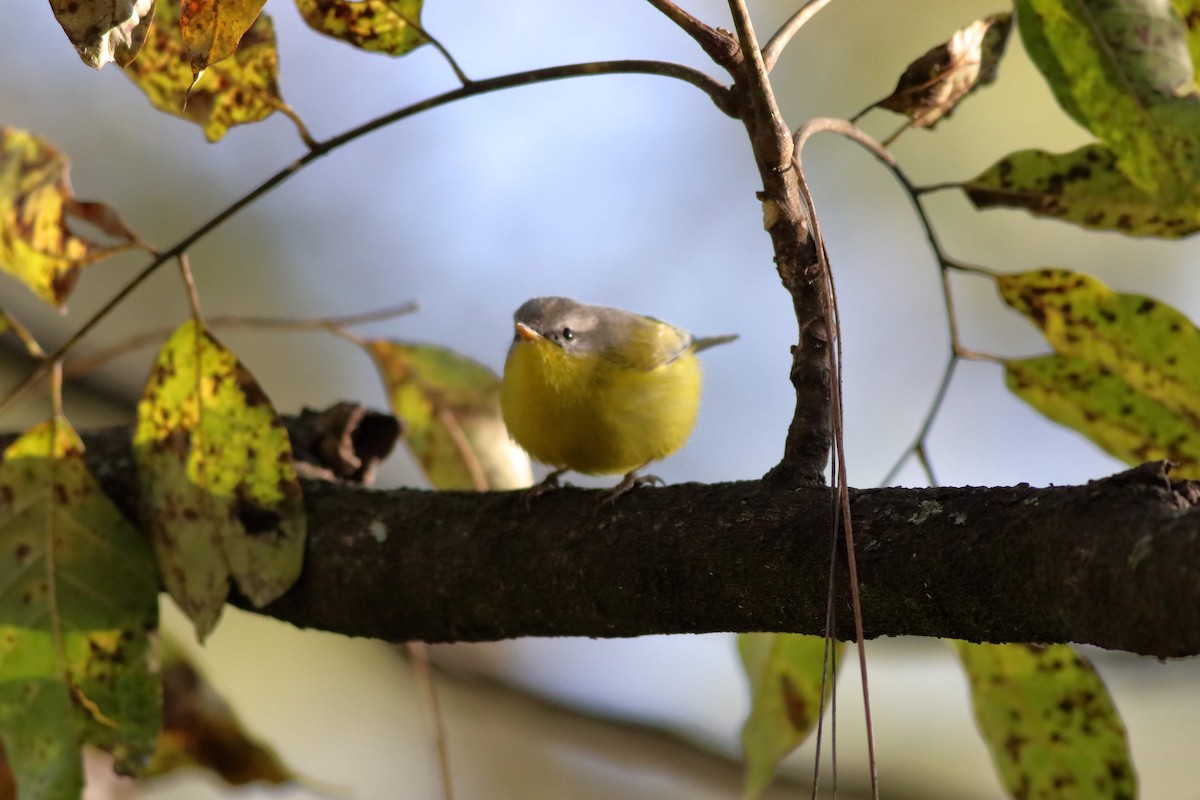 Gray-hooded Warbler - Satish Sasi