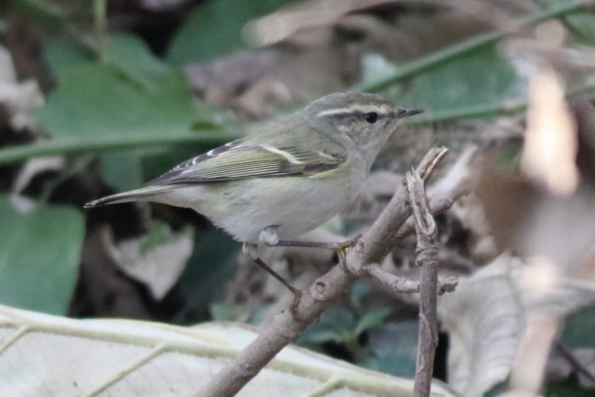 Hume's Warbler - ML616806944