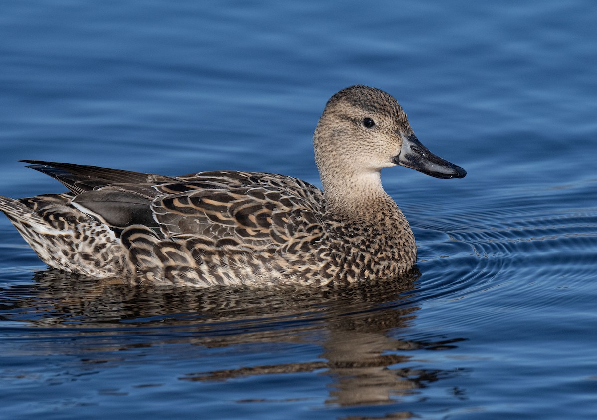 Northern Pintail - Ronnie d'Entremont