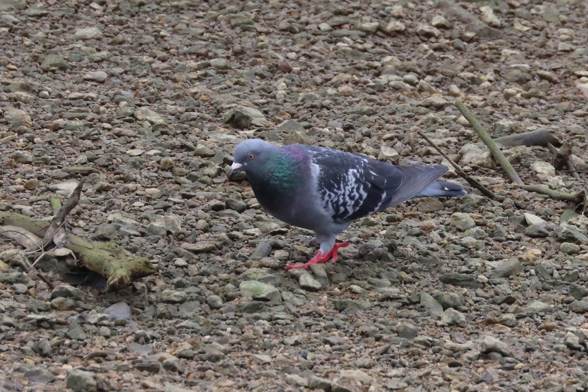 Rock Pigeon (Feral Pigeon) - ML616806975