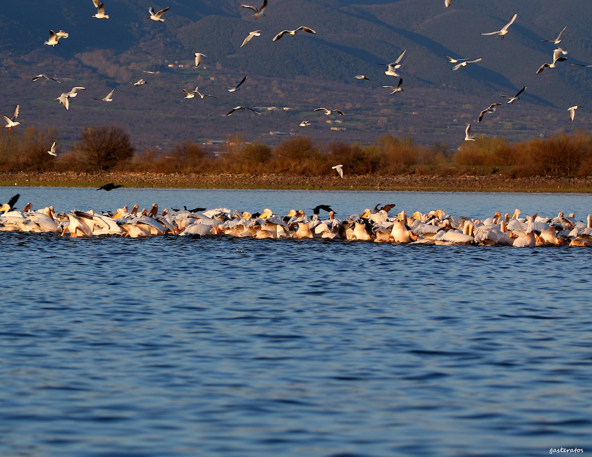 Great White Pelican - Giannis Gasteratos