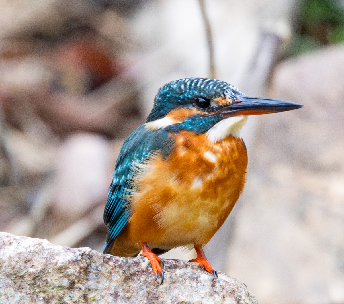 Common Kingfisher - Soo sing Loke
