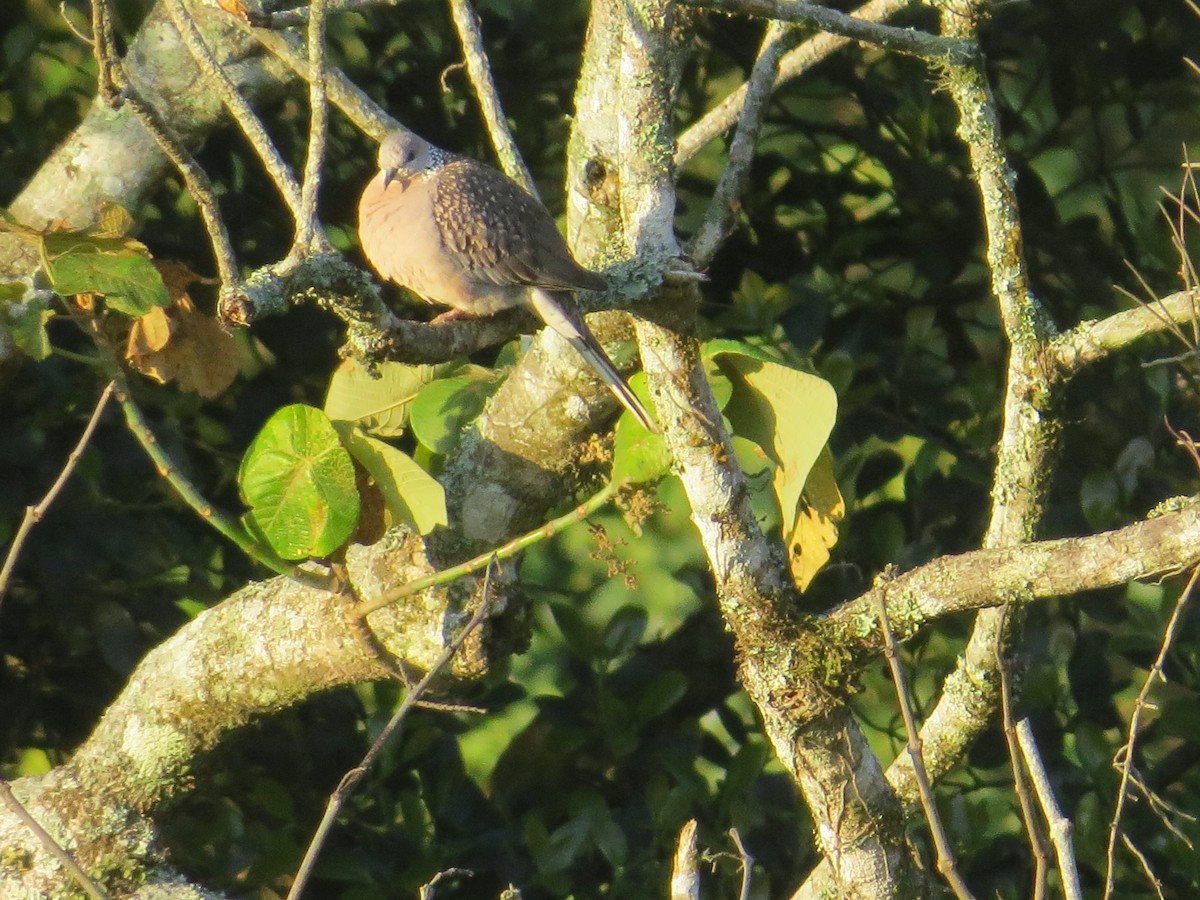 Spotted Dove - NALINI RAMAN
