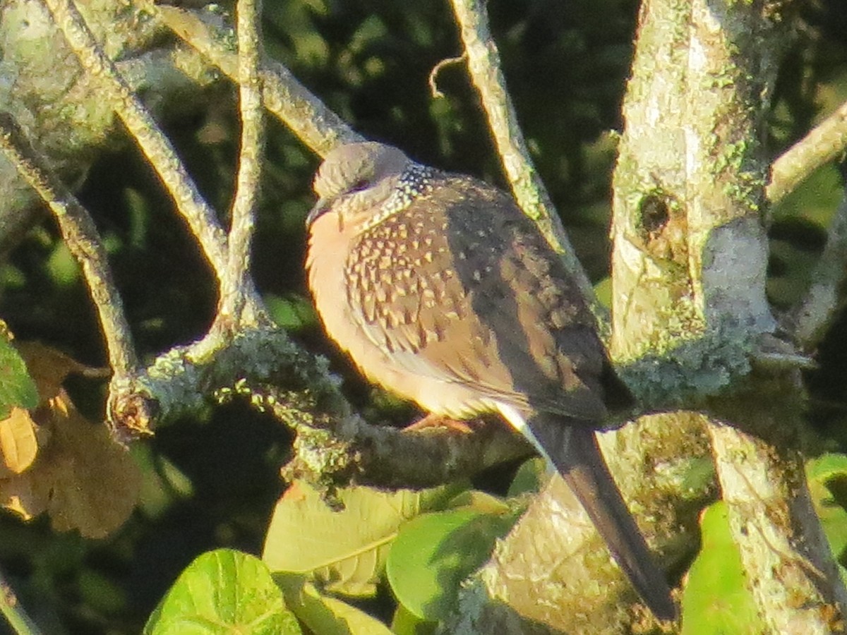 Spotted Dove - ML616807061