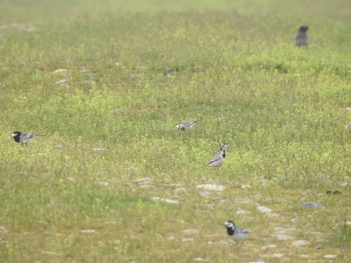 White Wagtail (White-faced) - ML616807099