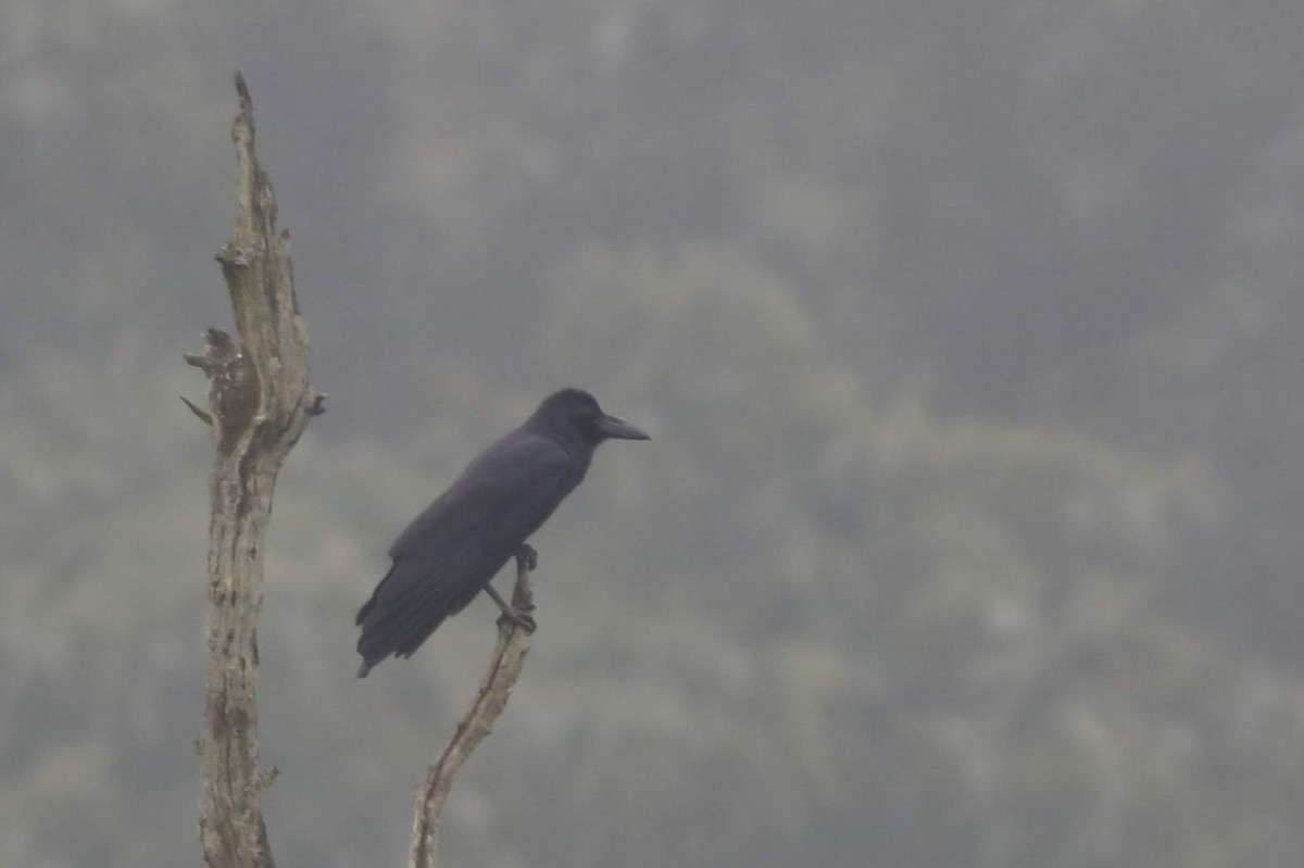 Large-billed Crow - ML616807113