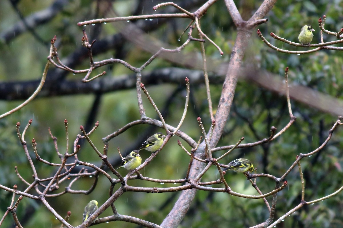 Yellow-breasted Greenfinch - Satish Sasi