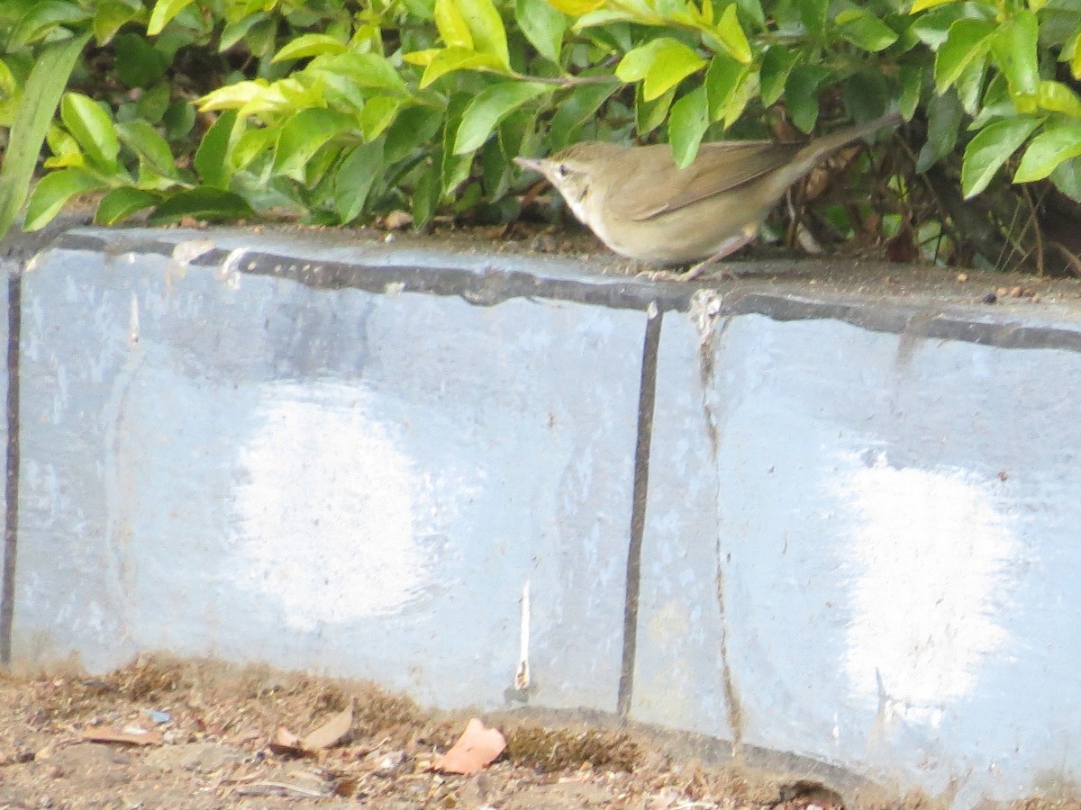 Greenish Warbler - NALINI RAMAN