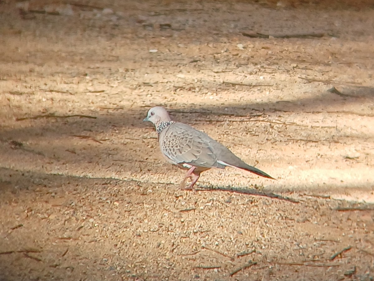 Spotted Dove - ML616807190