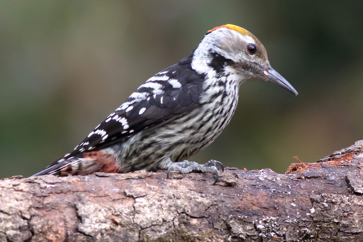 Brown-fronted Woodpecker - ML616807207