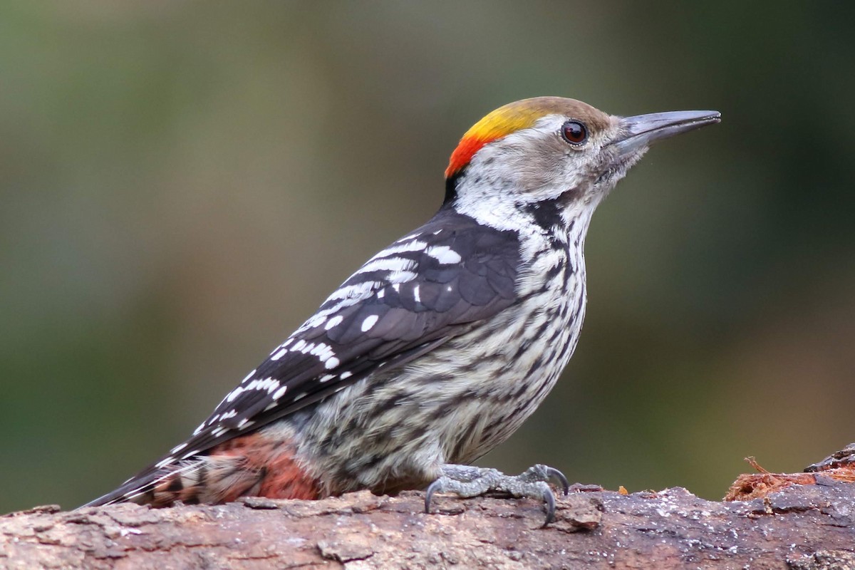 Brown-fronted Woodpecker - ML616807208