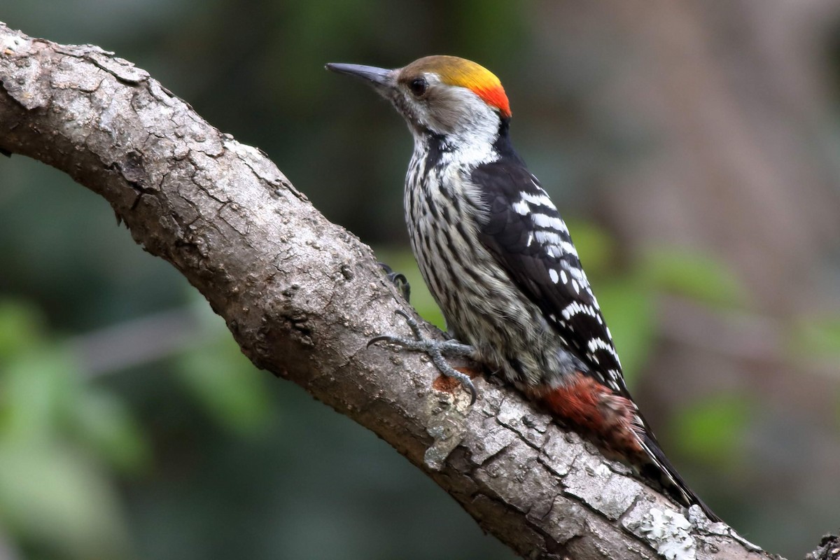 Brown-fronted Woodpecker - ML616807209