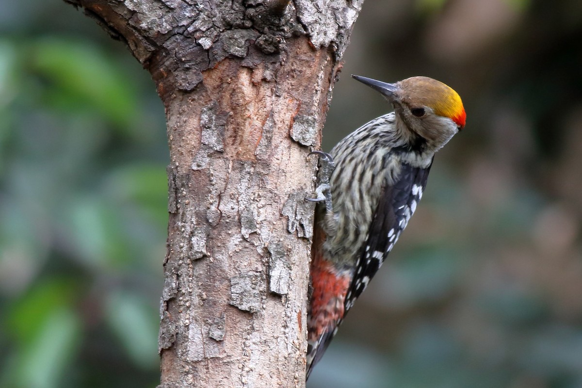 Brown-fronted Woodpecker - Satish Sasi