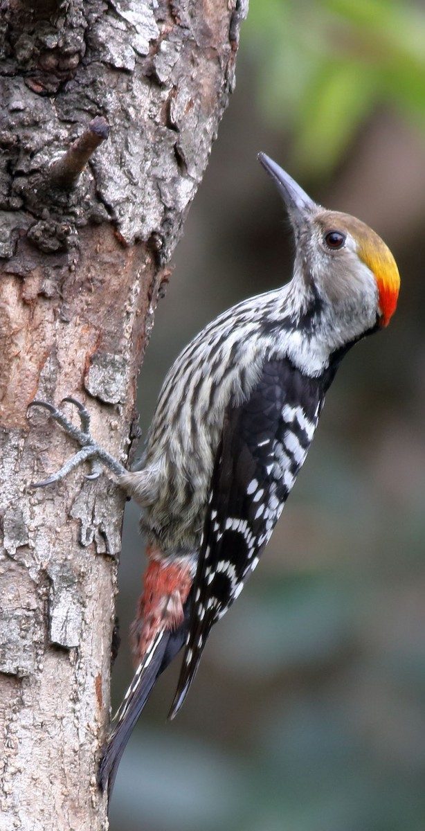 Brown-fronted Woodpecker - ML616807211