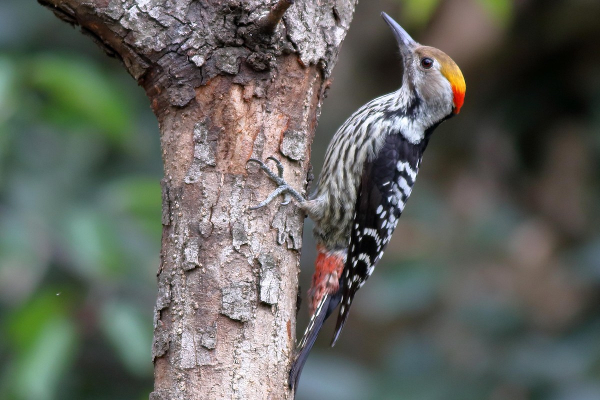 Brown-fronted Woodpecker - ML616807212