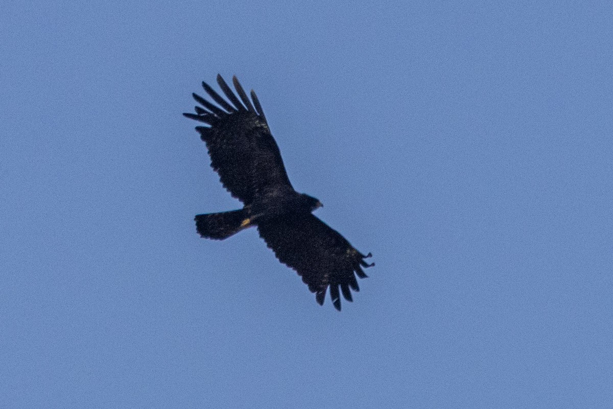 Black Eagle - ML616807232