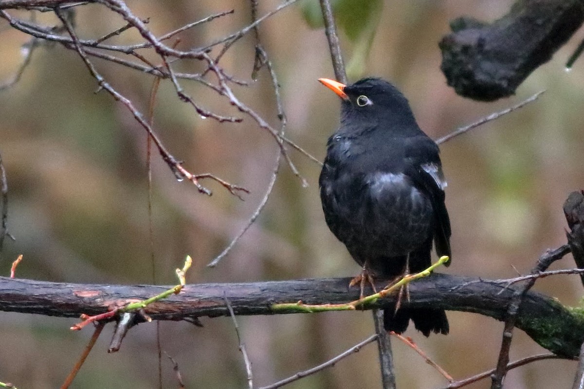 Gray-winged Blackbird - Satish Sasi