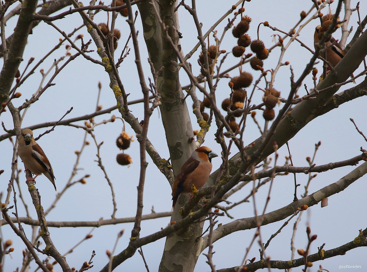 Hawfinch - Giannis Gasteratos