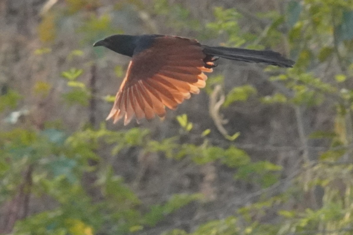 Greater Coucal - ML616807346