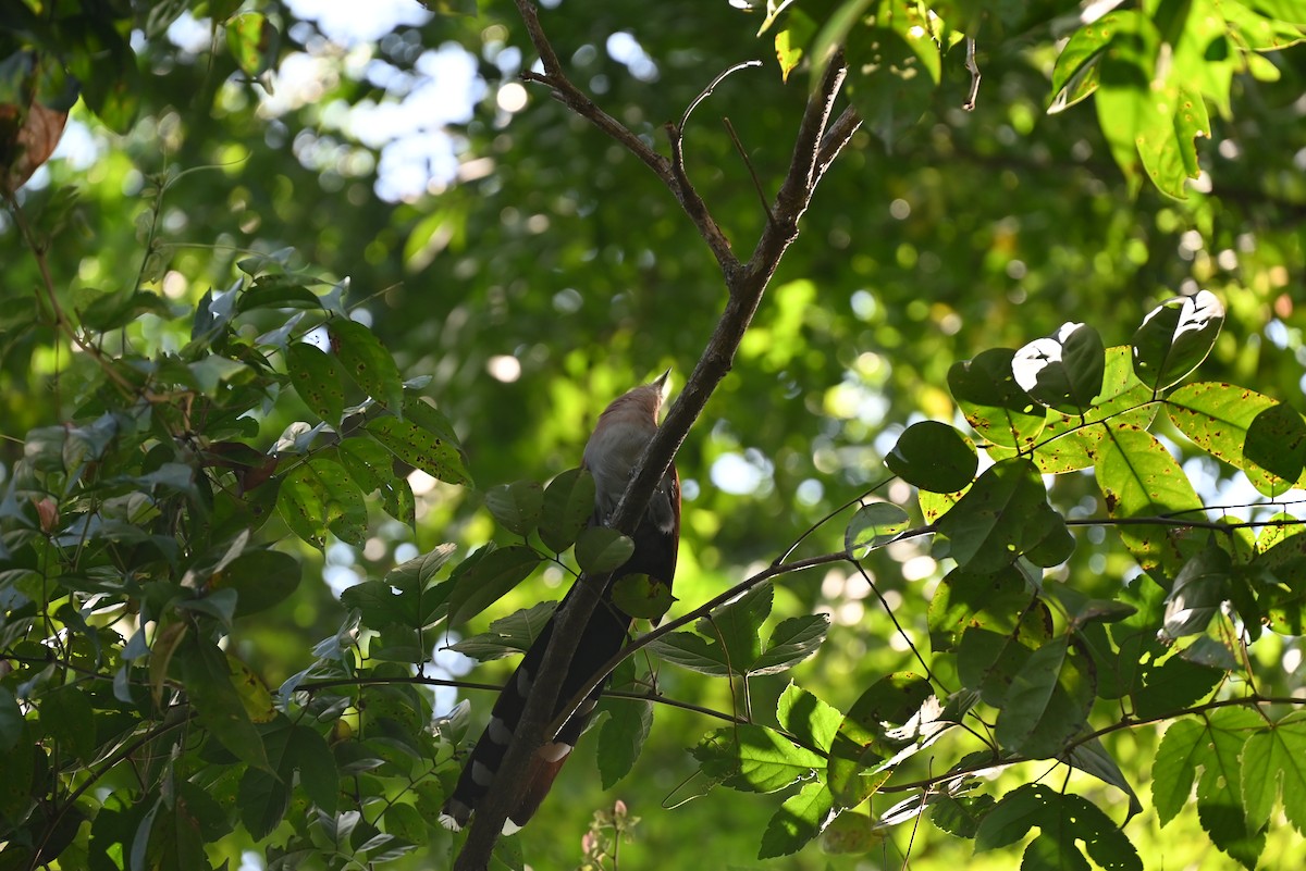 Squirrel Cuckoo - ML616807433