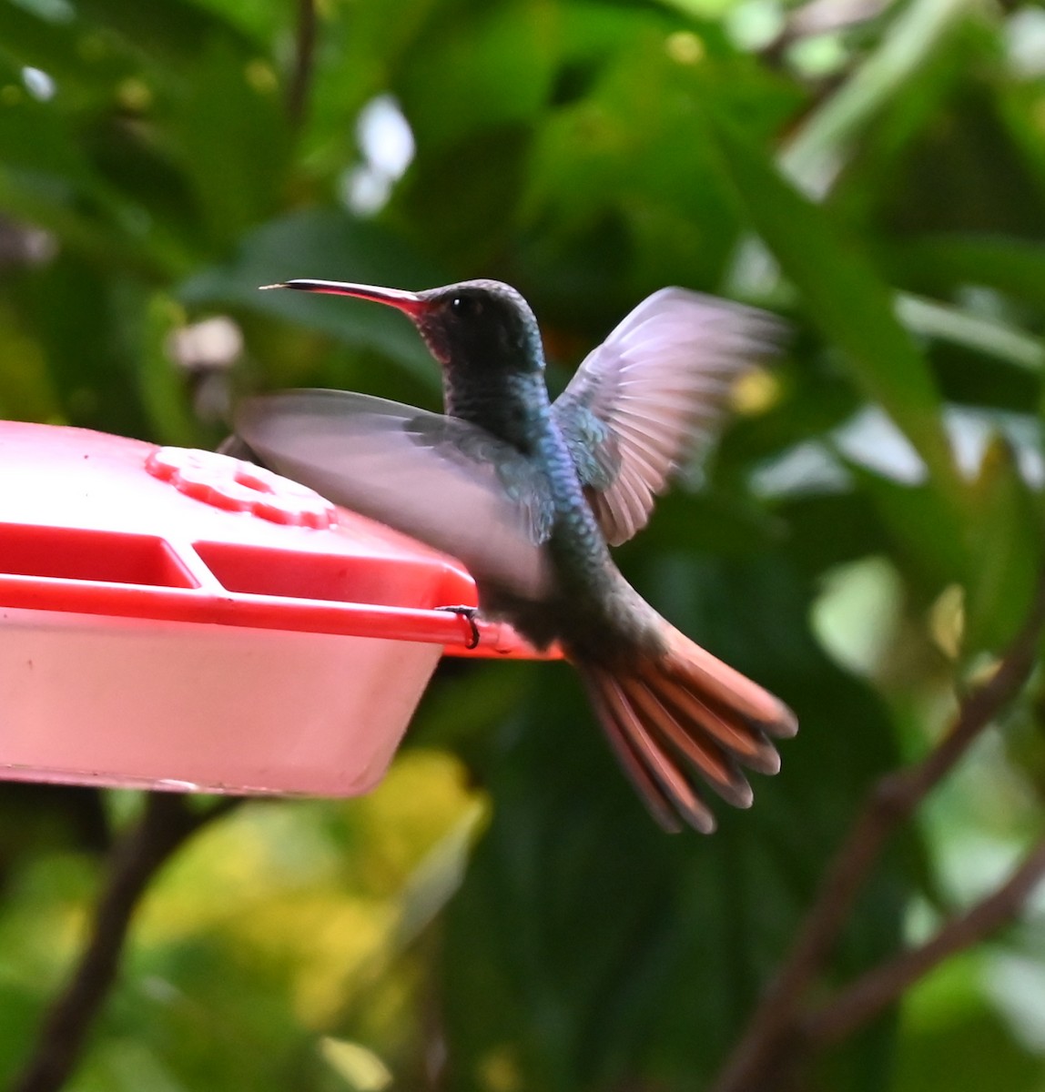 Rufous-tailed Hummingbird - ML616807464