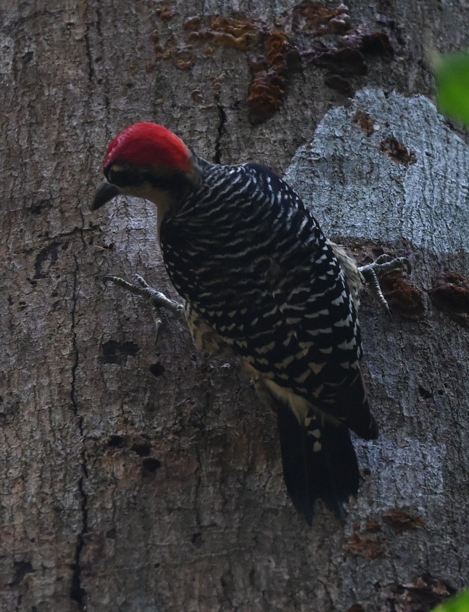 Black-cheeked Woodpecker - Geoff Carpentier