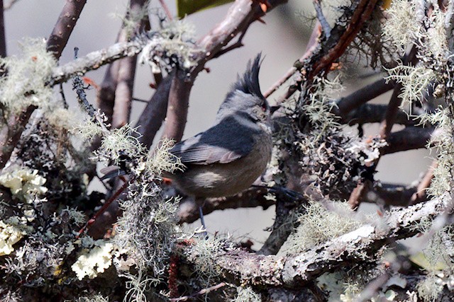 Gray-crested Tit - ML616807575
